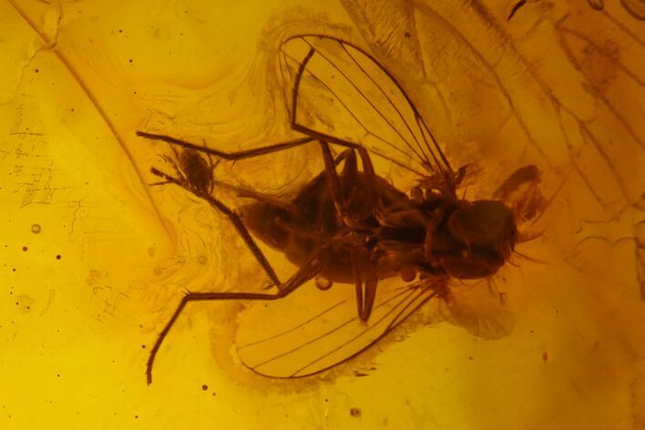Fossil Cicada (Auchenorrhyncha) & Two Flies (Diptera) in Baltic Amber #173671